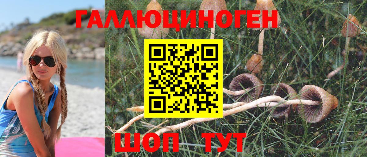 Галлюциногенные грибы Psilocybe Котлас